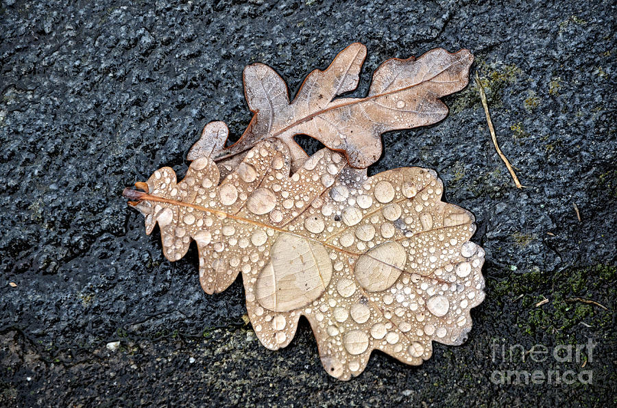 Oak leaves Photograph by Mats Silvan