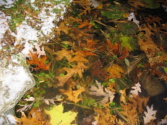 Oak Leaves under Ice 2 Mixed Media by Bruce Ritchie
