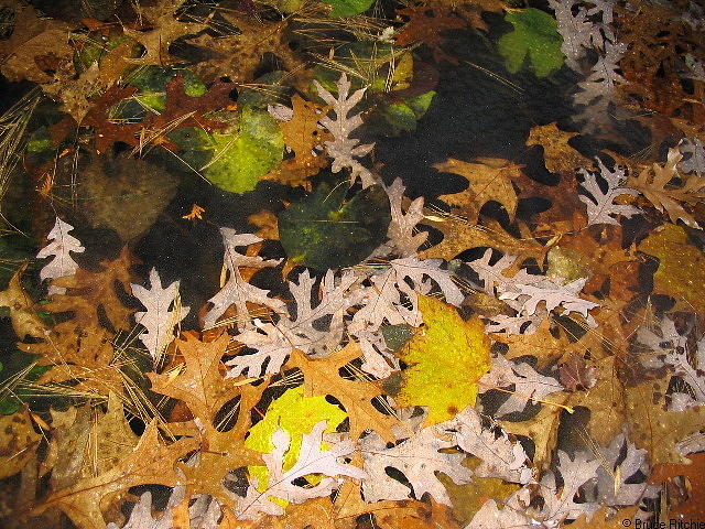 Oak Leaves under Ice Mixed Media by Bruce Ritchie