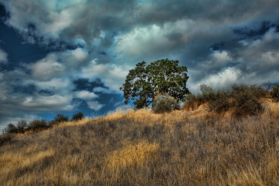 Oak on a Hill Photograph by Bonnie Bruno