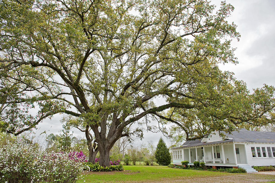 Oak Over a Country Home Photograph by Bonnie Barry