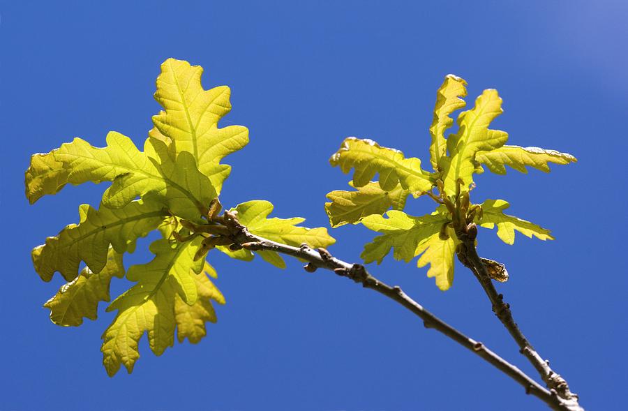 Oak Quercus Sp Photograph By Duncan Shaw