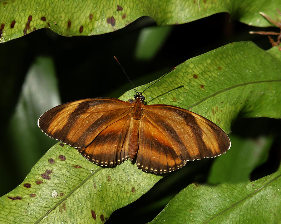 Oak Tiger Butterfly Photograph by Chris  Kusik