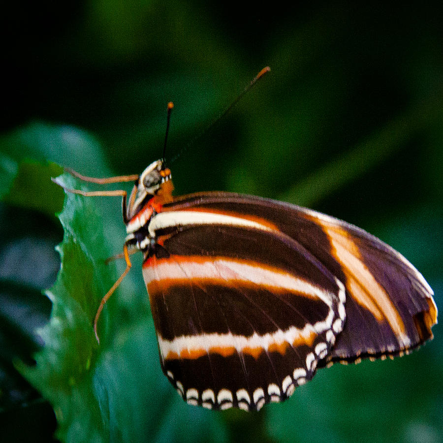 Oak Tiger Butterfly Photograph by David Patterson