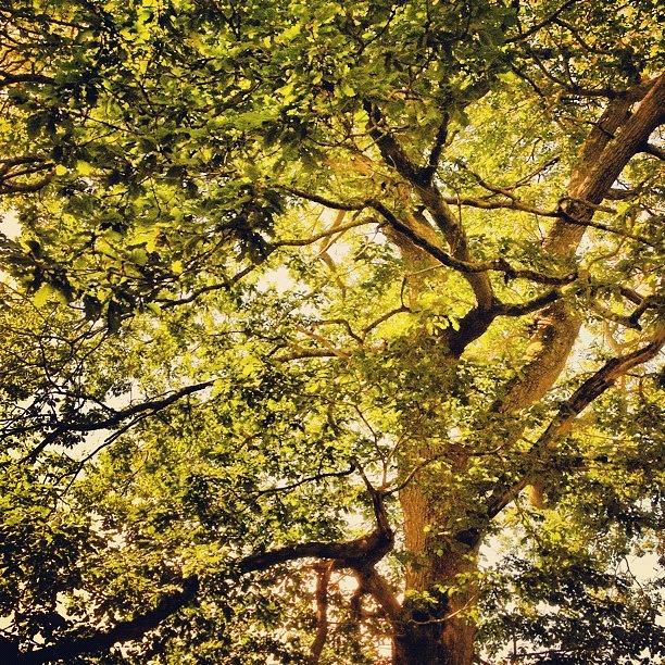 Tree Photograph - #oak #tree #englishcountryside #oaktree by Nikki Sheppard