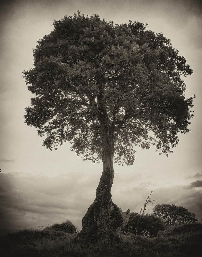 Oak Tree Photograph by Hugh Smith