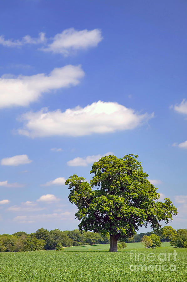Summer Photograph - Oak tree in a field by Richard Thomas