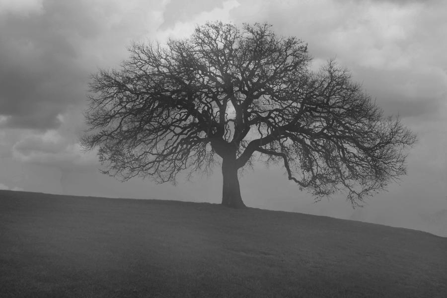 Black And White Photograph - Oak Tree In Morning Fog 1 by Paul Huchton