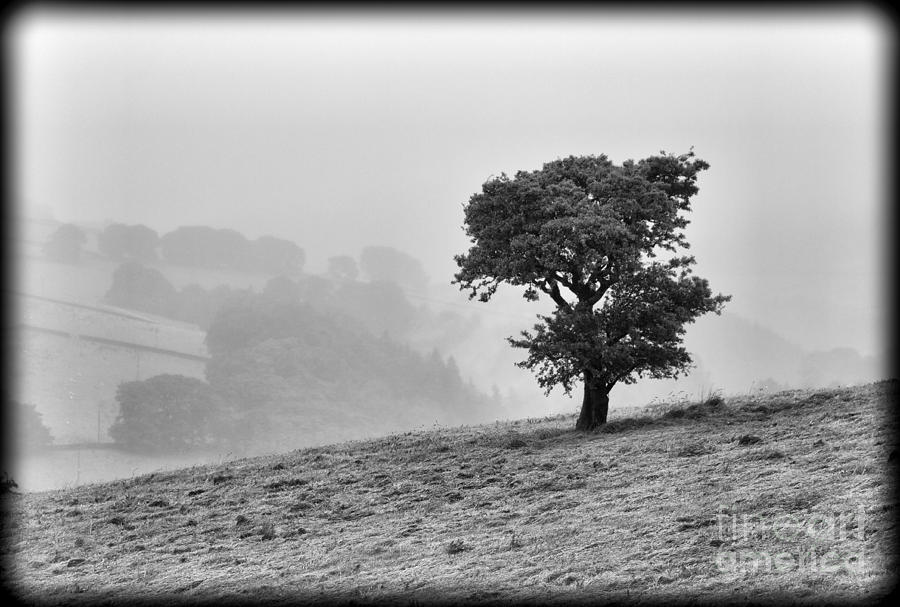 Oak tree in the Mist. Photograph by Clare Bambers