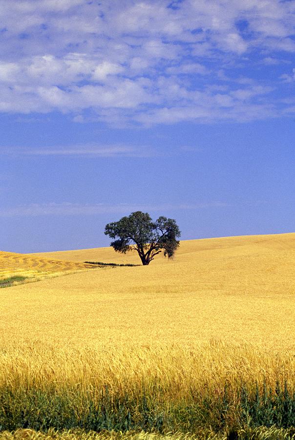 Oak Tree In Wheat Field Photograph