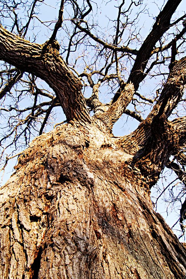 Oak Tree Photograph by Larry Ricker