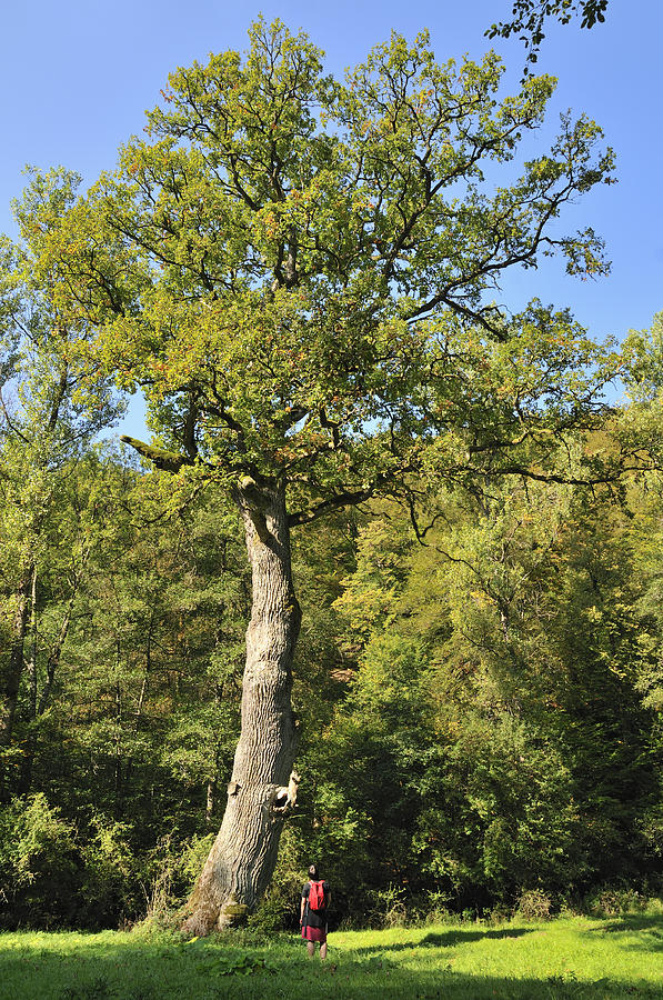 Oak tree Photograph by Matthias Hauser