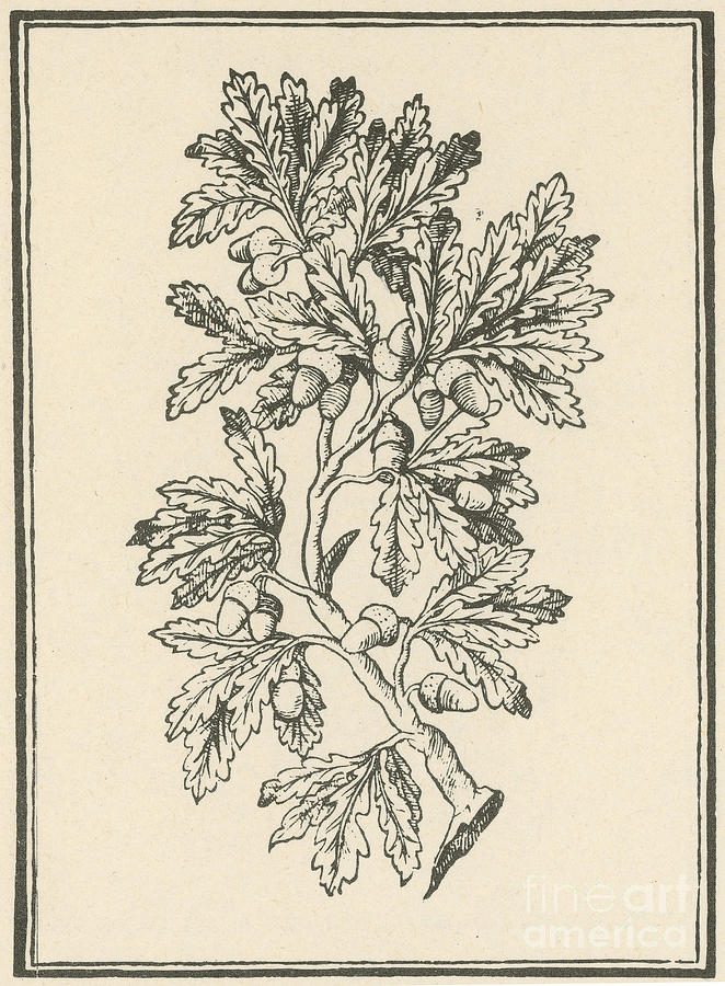 Tree Photograph - Oak Tree, Mattiolis Discorsi, 1544 by Science Source