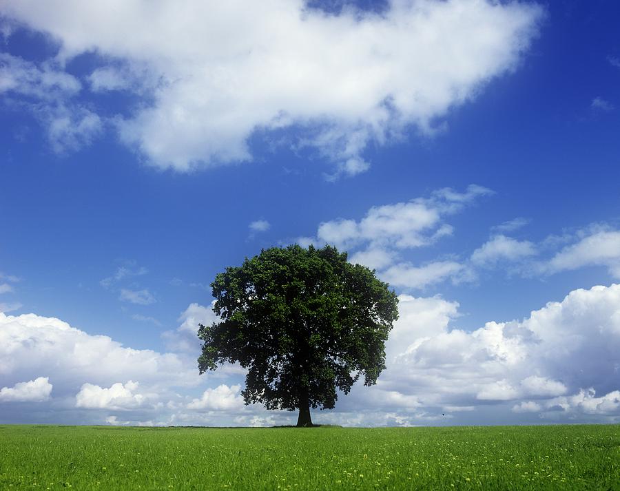Nature Photograph - Oak Tree On A Landscape, County Meath by The Irish Image Collection 