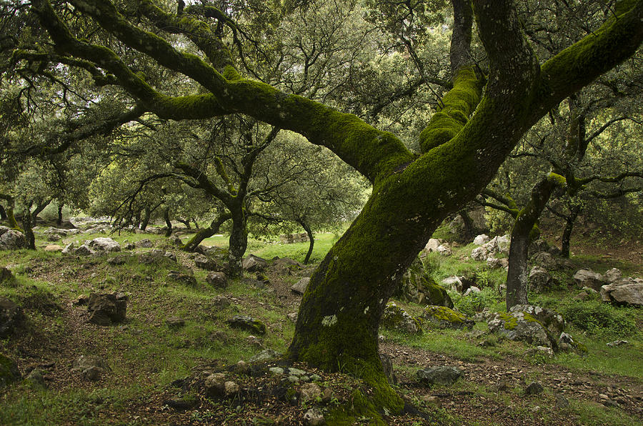 Oak tree Photograph by Perry Van Munster
