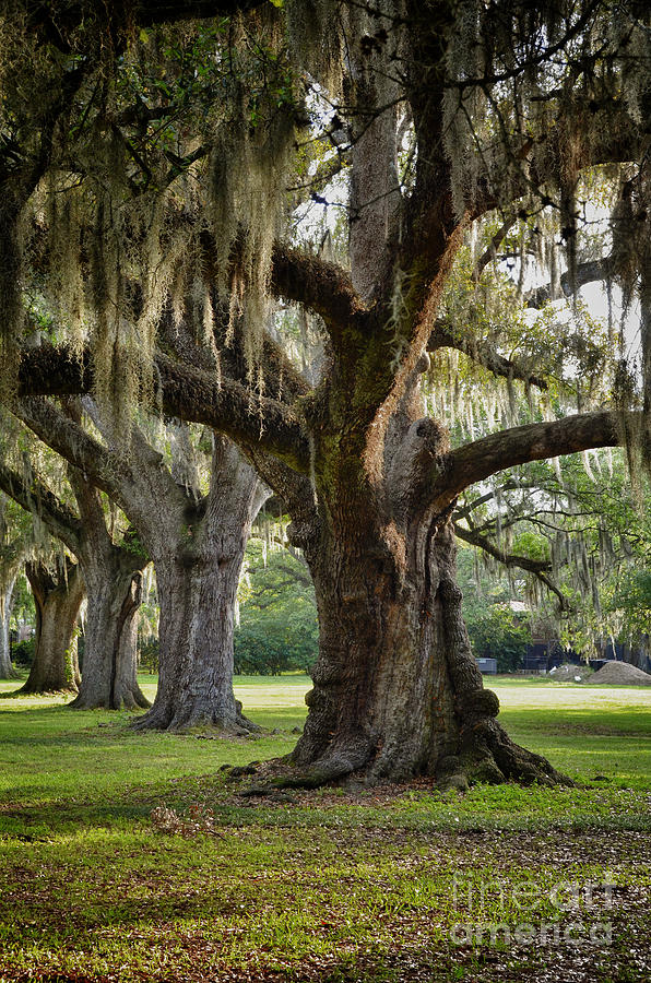 Tree Photograph - Oak Tree right by Jeanne  Woods