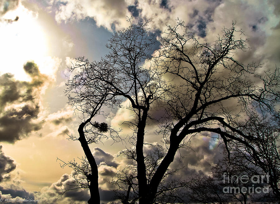 Oak Tree Silhouette Photograph by Mitch Shindelbower