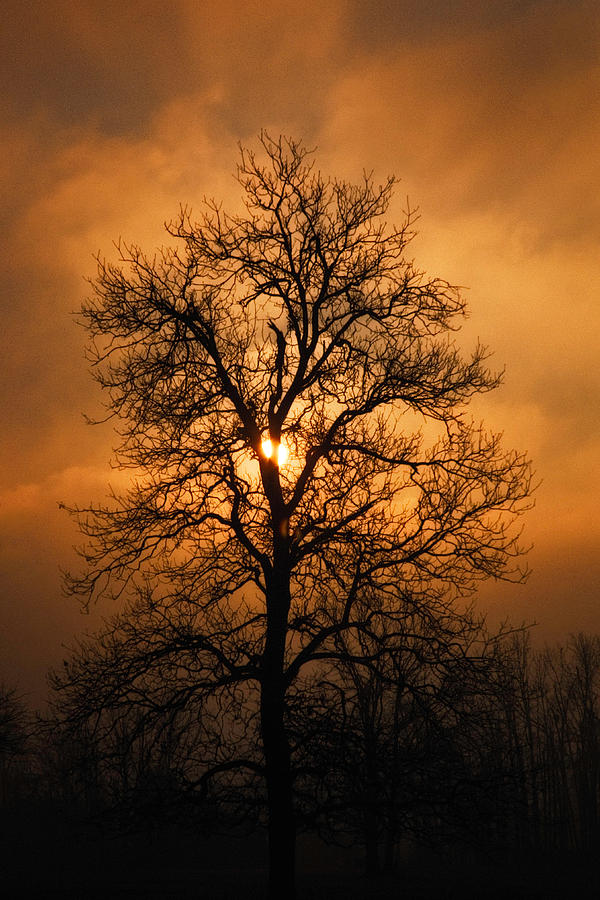 Oak Tree Sunburst Photograph by Michael Dougherty