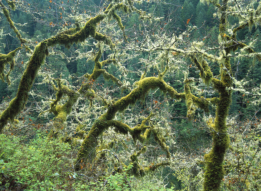 Oak Trees Covered With Moss At Eagle Photograph by Tim Fitzharris