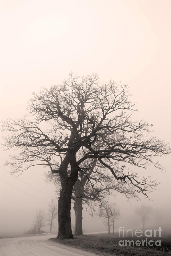 Oak trees Photograph by David Bearden