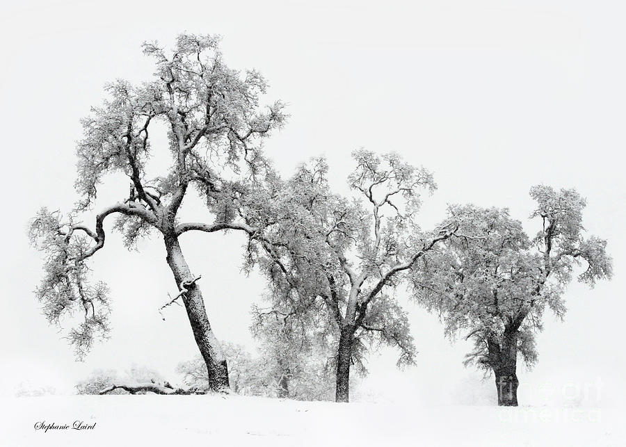 Heritage Oak Trees in the Snow White on White Modern Minimalist  Photograph by Stephanie Laird