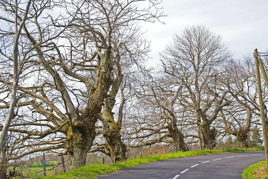 Oak trees with attitude Photograph by Rod Jones