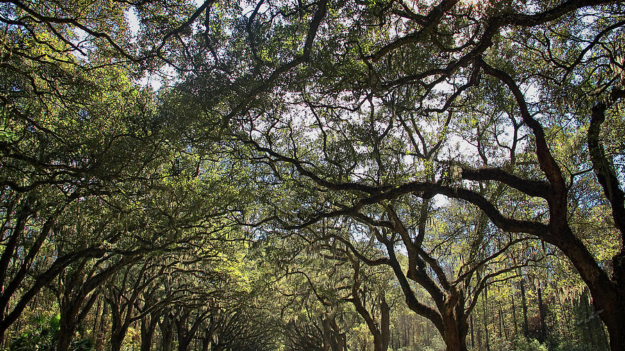 Oaks and Moss Photograph by Dulce Levitz