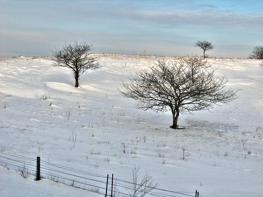 Oaks And Snow Photograph by Janice Adomeit