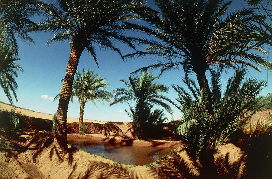 Oasis On The Road South Of Adrar, Algeria Photograph by Sinclair Stammers