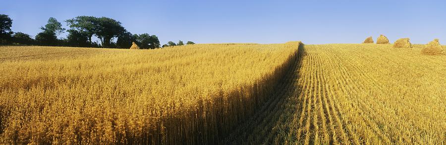 Oat Crops On A Landscape, County Dawn Photograph by The Irish Image ...