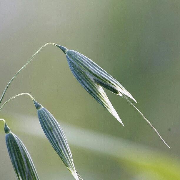 Nature Photograph - #oat #spica #decorative #cereal #plant by Andrei Vukolov