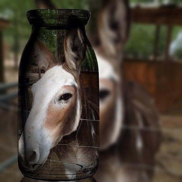 Donkey Photograph - 🐴obama🐴 ::: #fotorus #tagstagram by Debbie Hearn