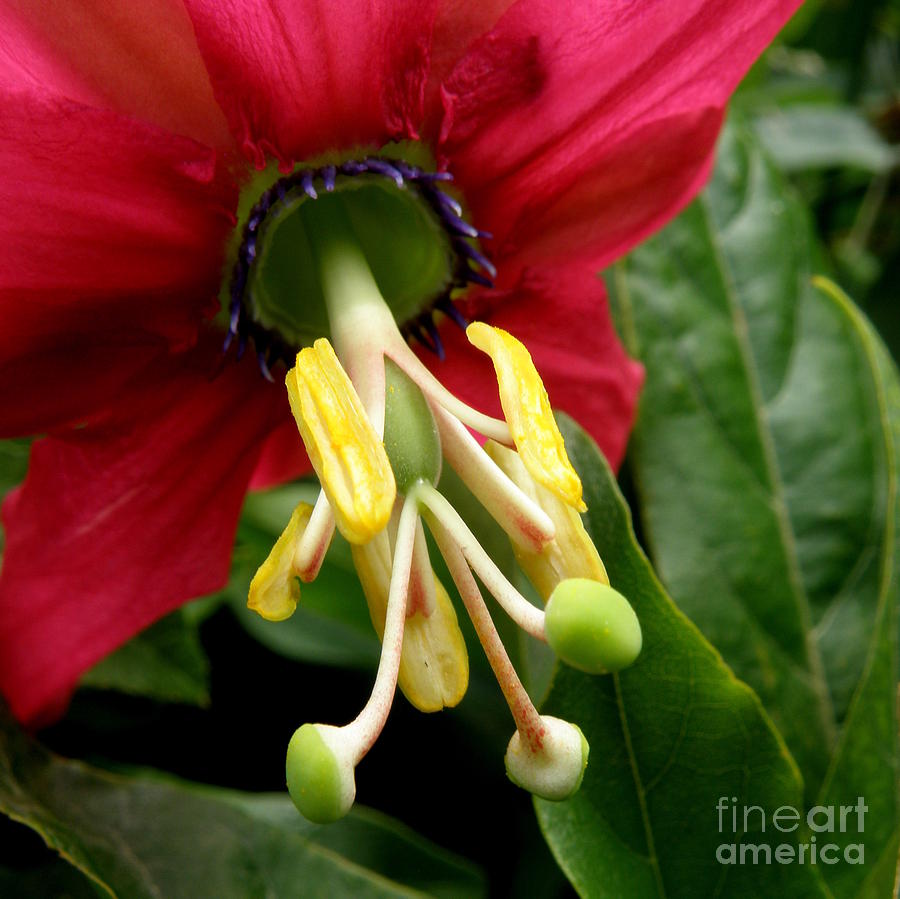 Flower Photograph - Observe the Wonders by Lainie Wrightson