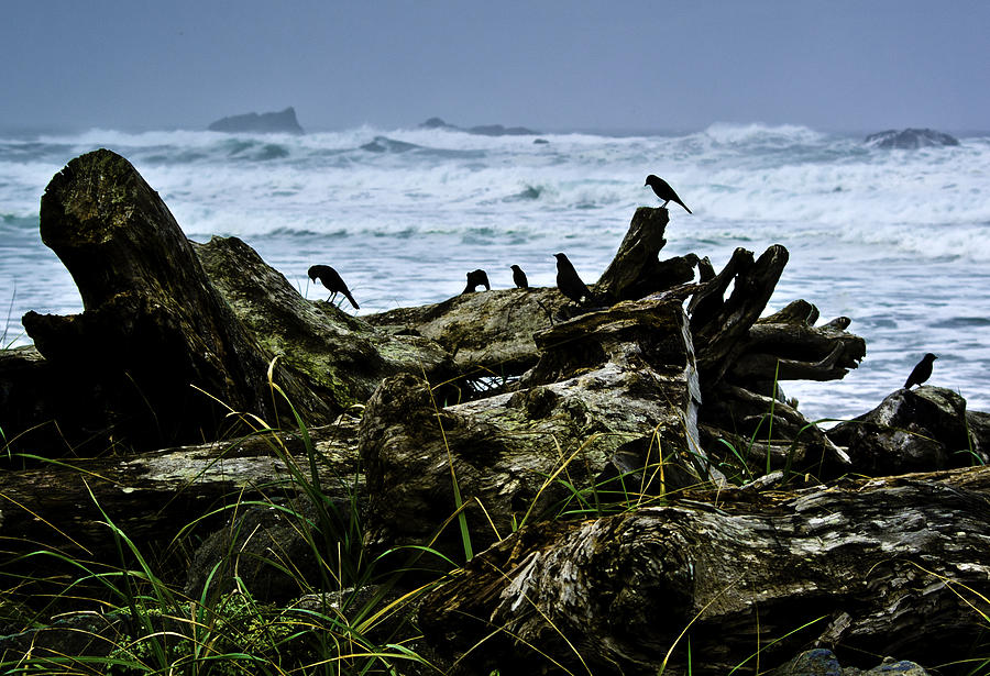 Ocean Beach Dwellers Photograph by Dale Stillman