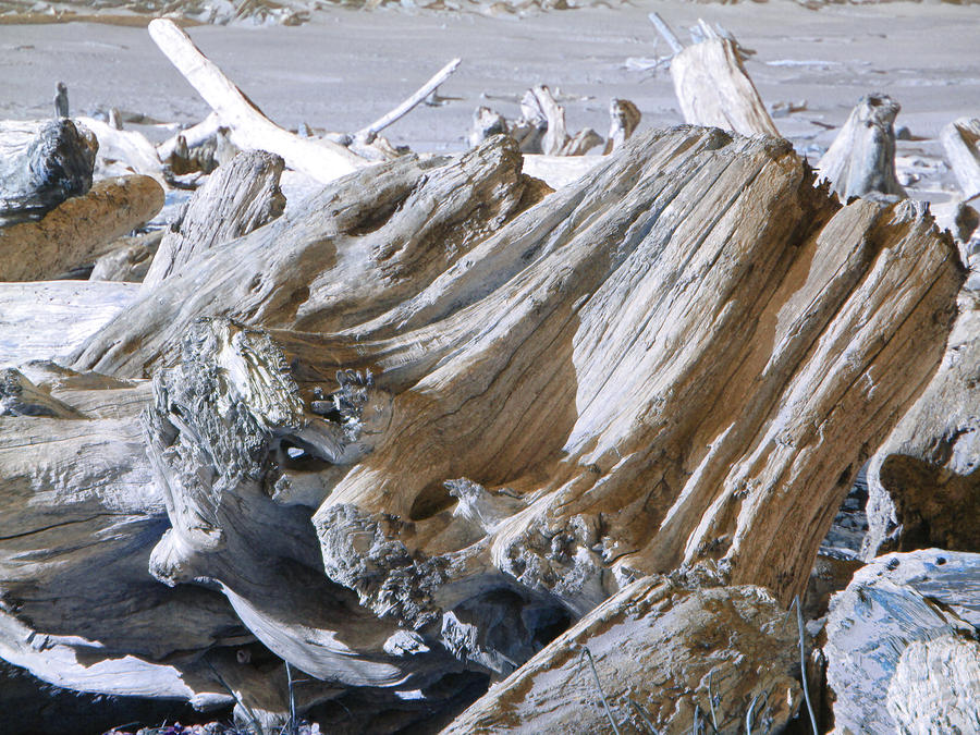 Ocean Driftwood Landscape art prints Coastal Views Photograph by Patti ...