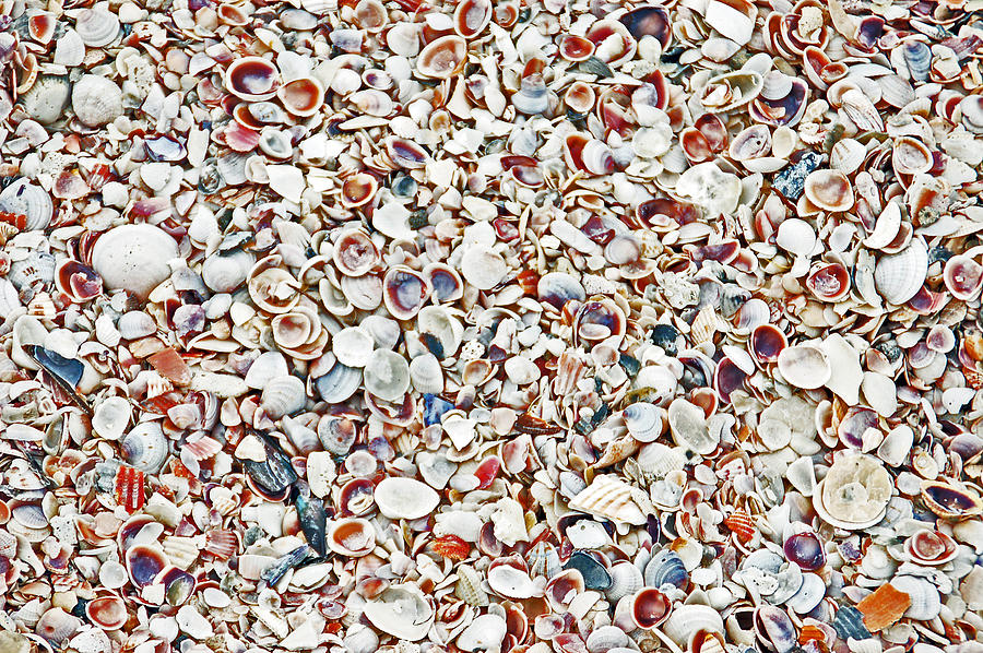 Ocean Shells Photograph by Aimee L Maher ALM GALLERY