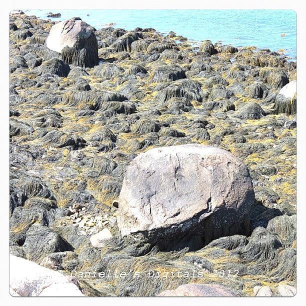 Summer Photograph - #ocean #summer #rocks #seaweed #igs by Danielle Mcneil