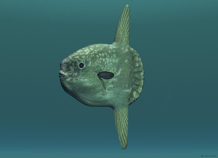 Ocean Sunfish Digital Art by Walter Colvin