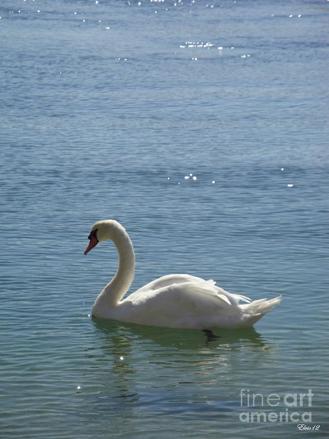 Ocean Swan by Laurence Oliver