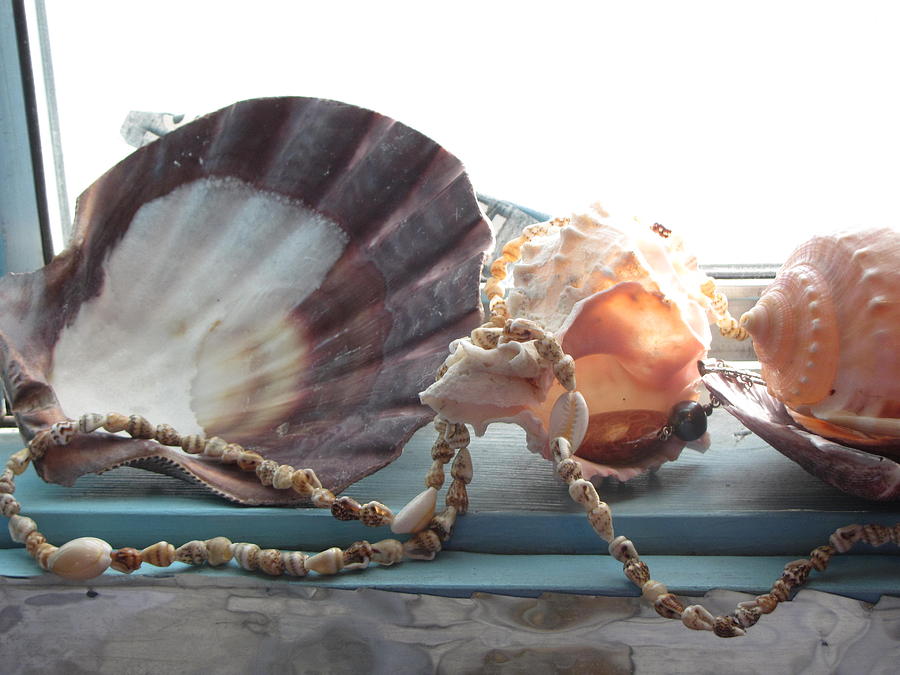 Shell Photograph - Ocean Treasures by Amy Bradley
