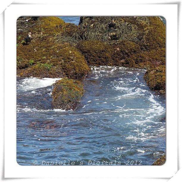 Canon Photograph - #ocean #waves #water #rocks #seaweed by Danielle McNeil