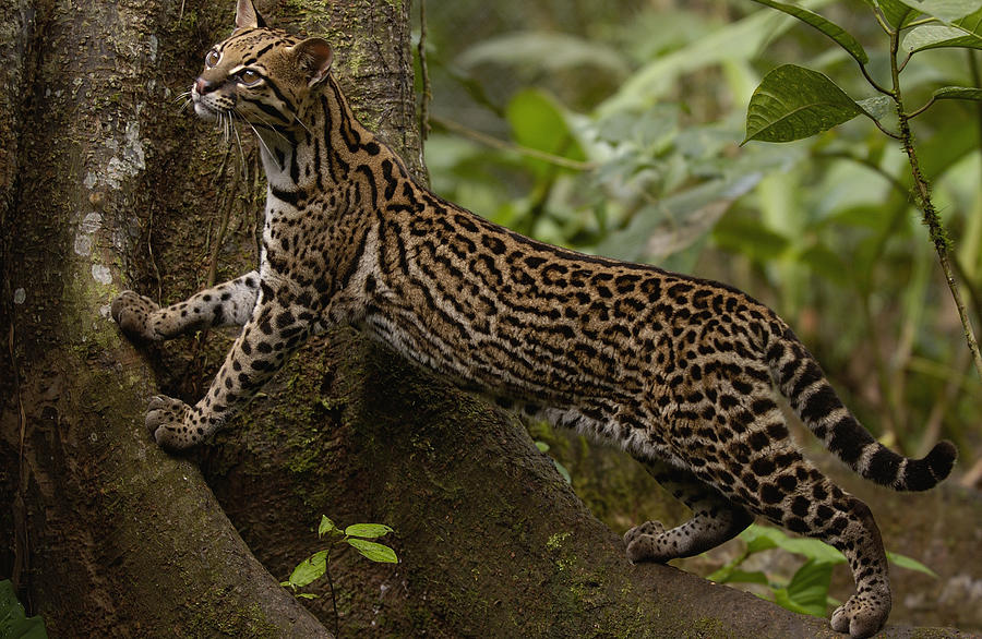 Ocelot Leopardus Pardalis Climbing Photograph by Pete Oxford