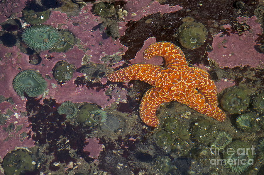 Ochre Sea Star and Sea Anemones Photograph by Sean Griffin