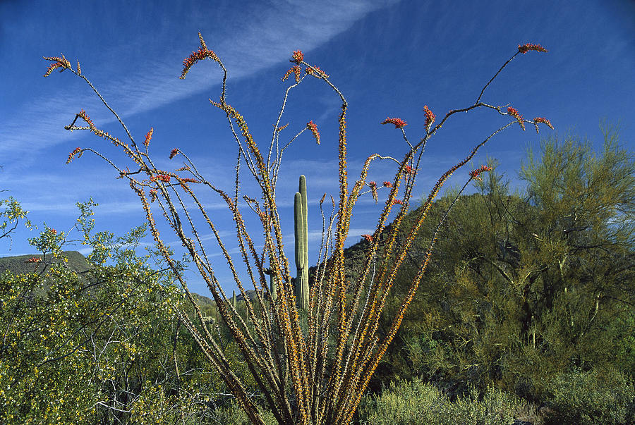 Ocotillo Saguaro And Palo Verde Arizona Photograph by Tim Fitzharris