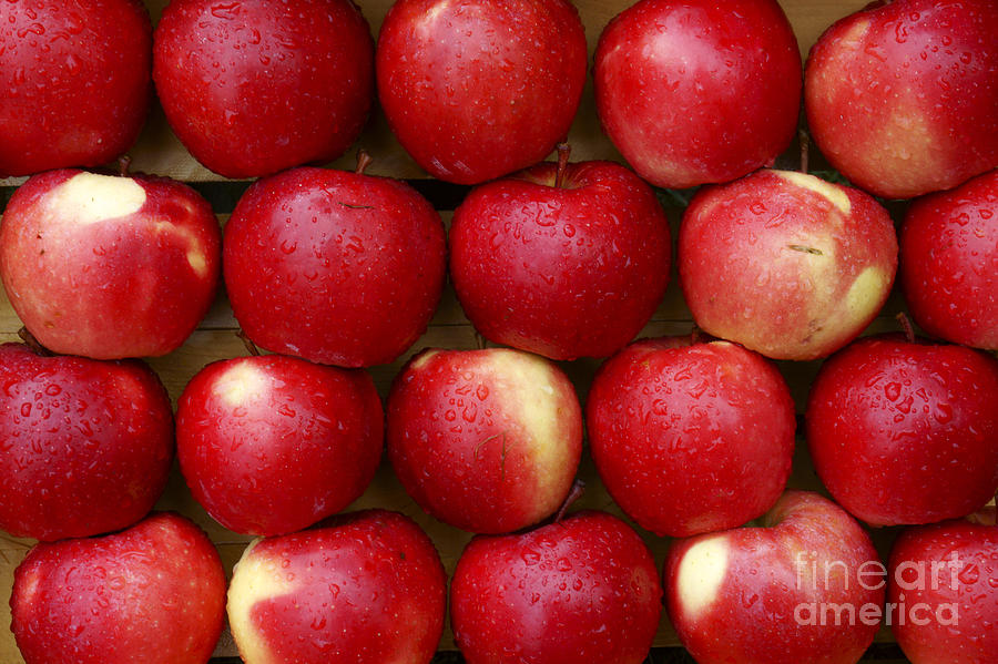 October Apples Photograph by John  Mitchell