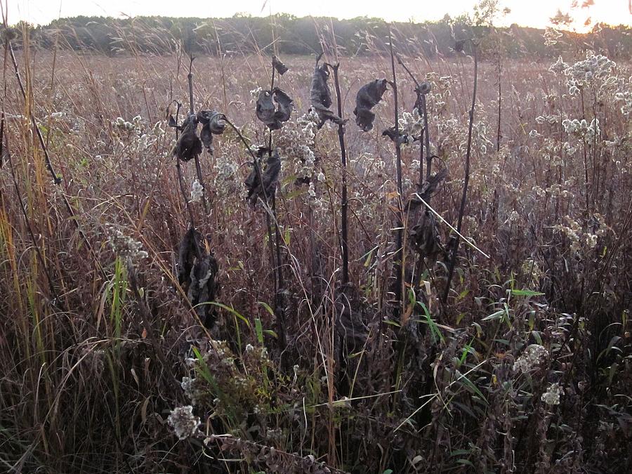 October Milkweed and Goldenrod by Sherry Oliver October Milkweed and Goldenrod by Sherry Oliver