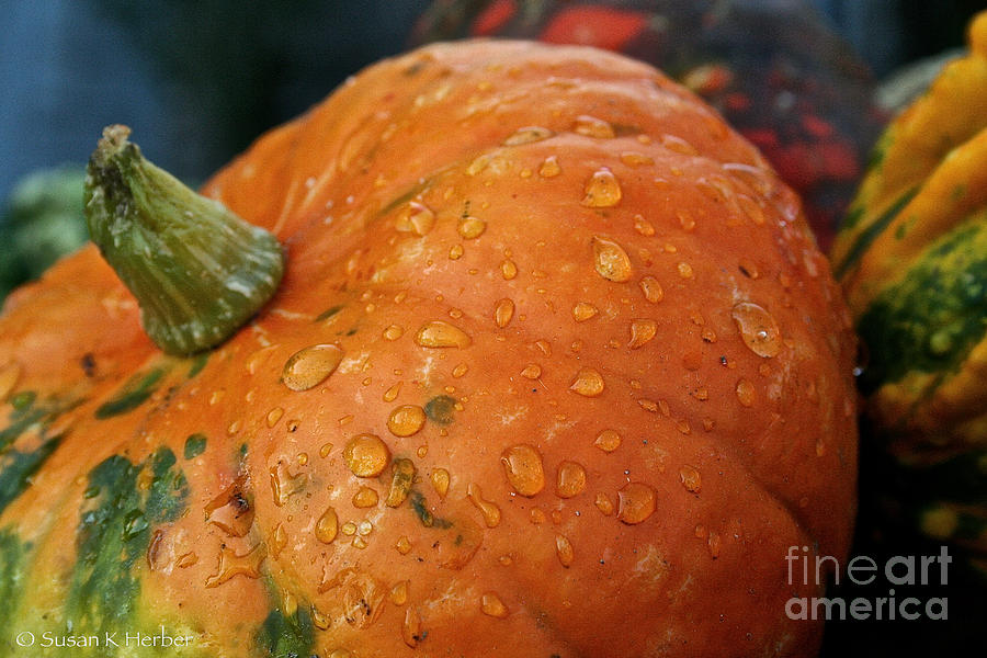 Fall Photograph - October Rain Drops by Susan Herber