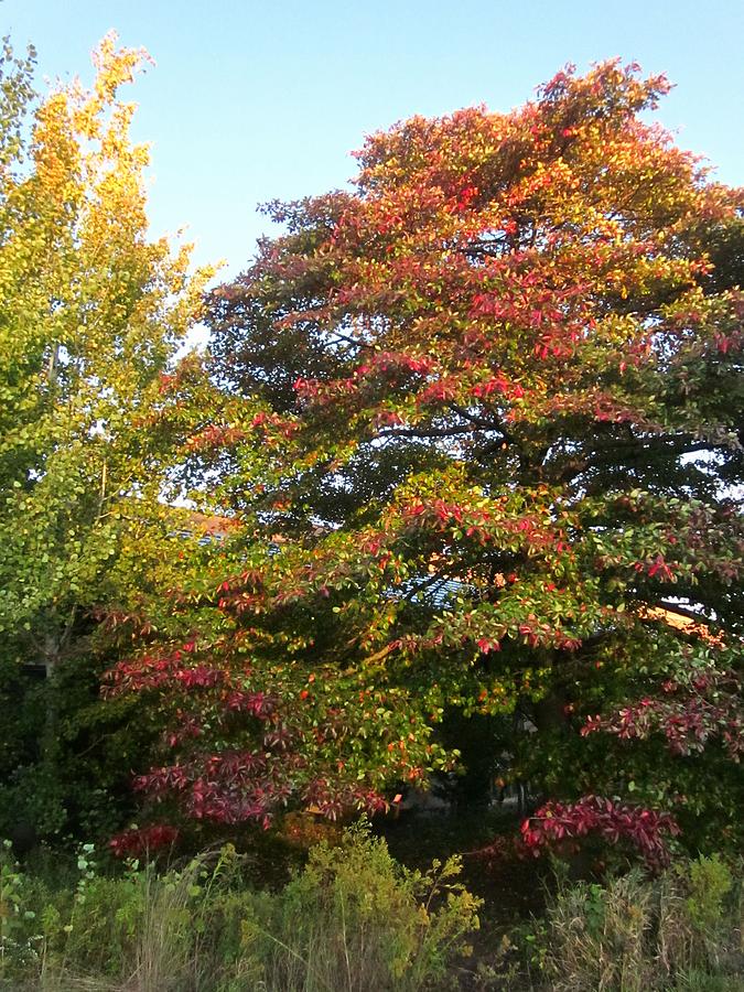 October Red on Green by Sherry Oliver October Red on Green by Sherry Oliver
