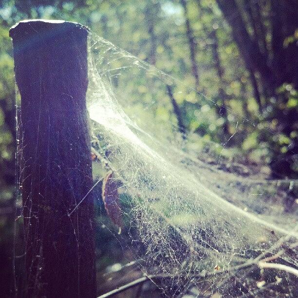 Spider Photograph - October Spider Web by Stephen Cooper