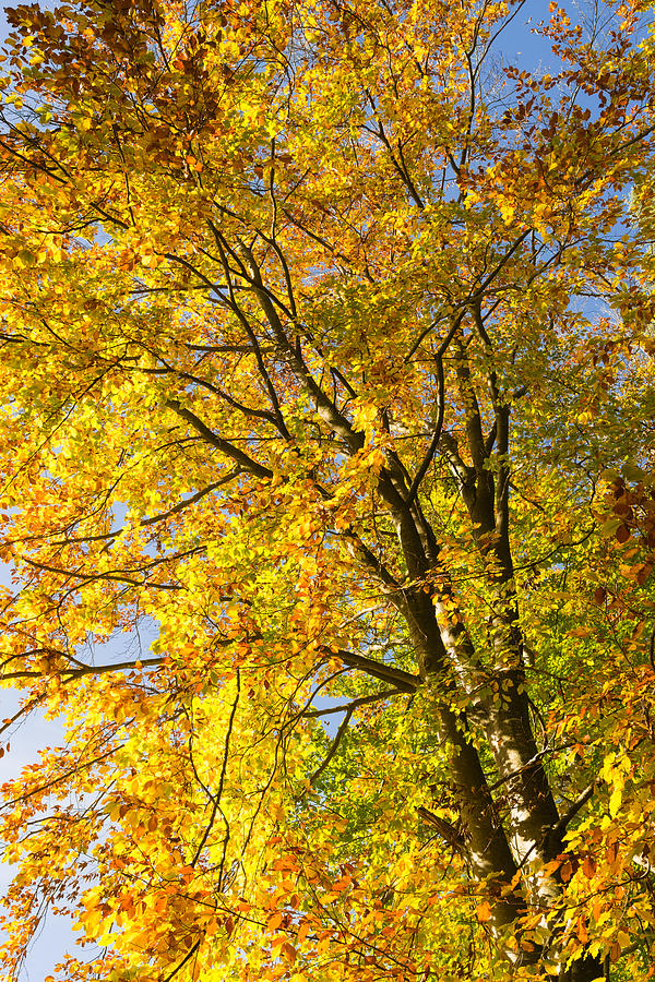October tree - golden and yellow fall colors  Photograph by Matthias Hauser